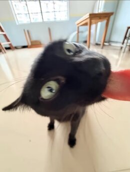 黑色的猫猫