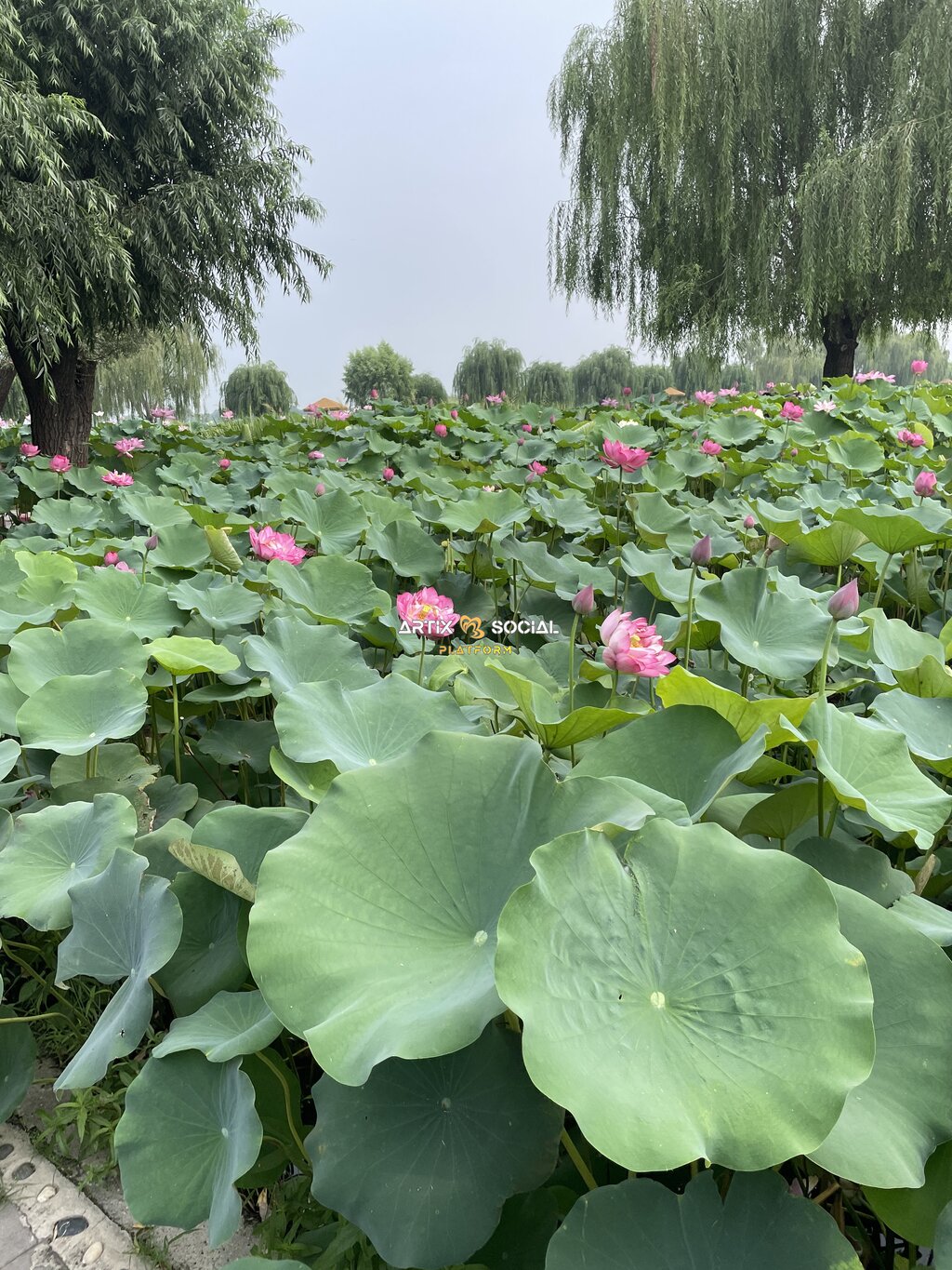 夏日荷花