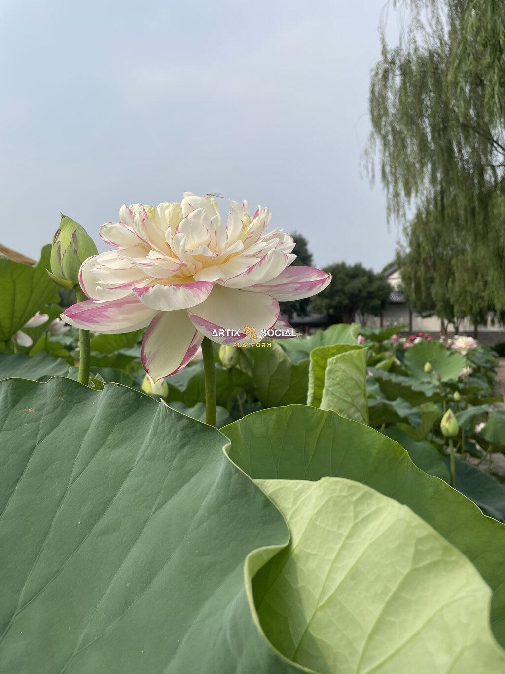 荷花
